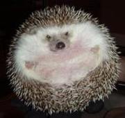Fugasik